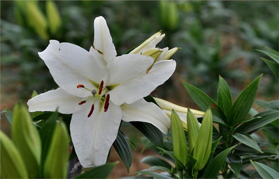 百合几月份种植?百合种球种植最佳时间