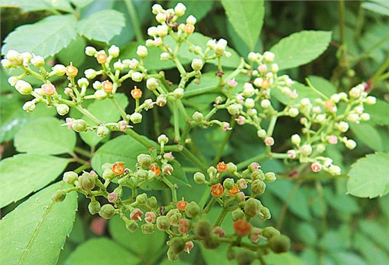 爬山虎会开花吗？开什么颜色的花？