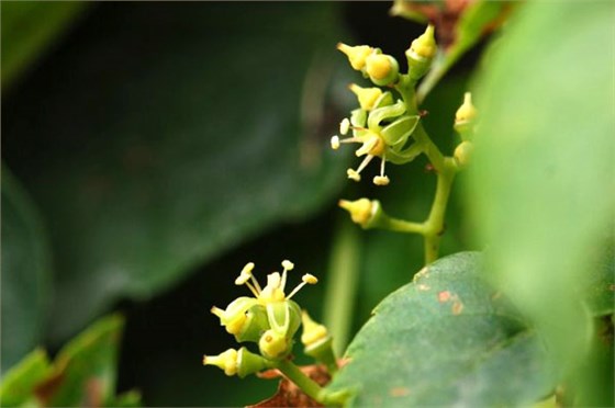 爬山虎会开花吗？开什么颜色的花？