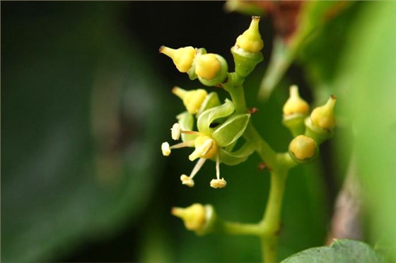 爬山虎会开花吗？开什么颜色的花？