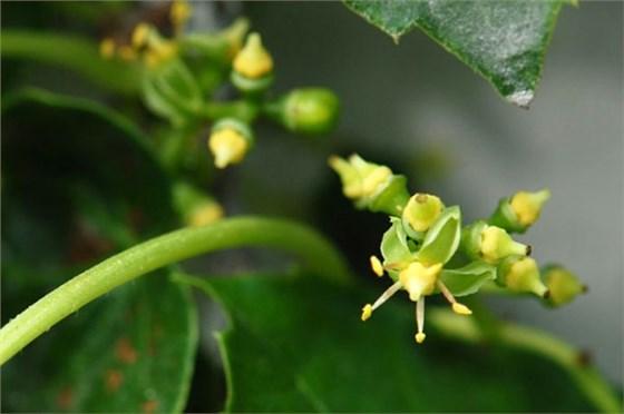 爬山虎会开花吗？开什么颜色的花？