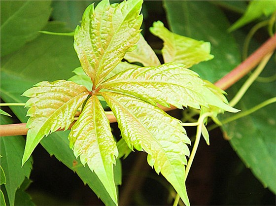 爬山虎会开花吗开什么颜色花