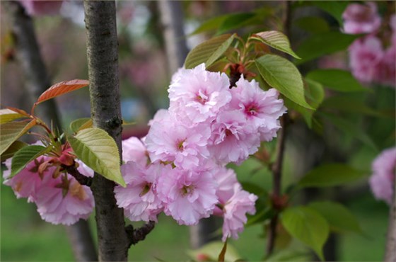 因此花开的时期也有不同,日本晚樱花期比早樱要晚半个月开花,花期在4