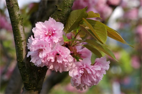 因此花开的时期也有不同,日本晚樱花期比早樱要晚半个月开花,花期在4