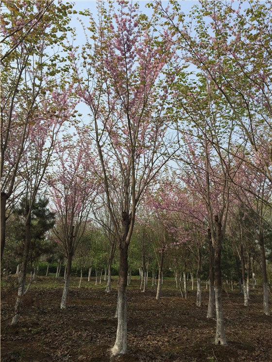 巨紫荆基地在哪里?