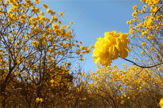 黄花风铃木