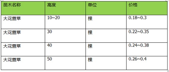 大花萱草价格