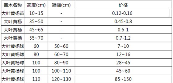 大叶黄杨