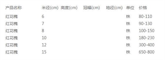 红花槐价格表