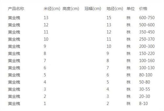 黄金槐价格表