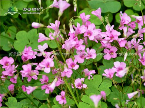 红花酢浆草