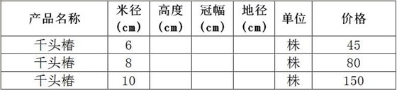 千头椿价格表