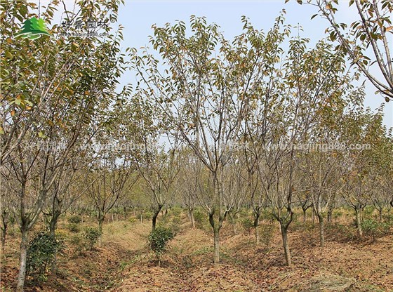 樱花基地