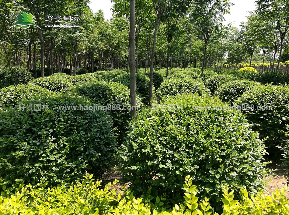 大叶黄杨球种植地