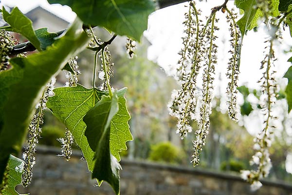 杨树几月开花？花是什么样子？