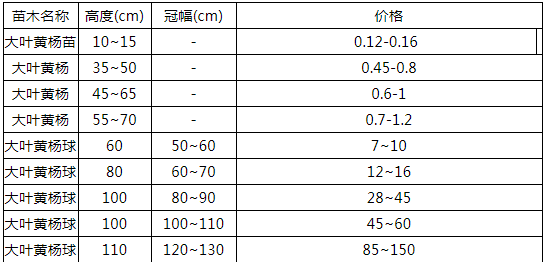 大叶黄杨