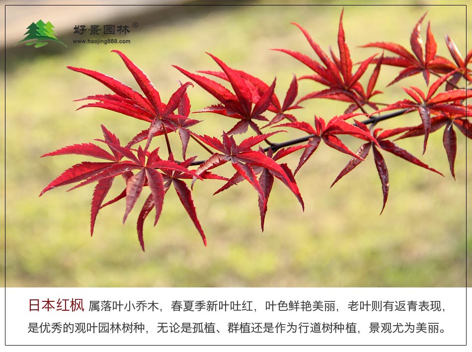 日本红枫 (3)