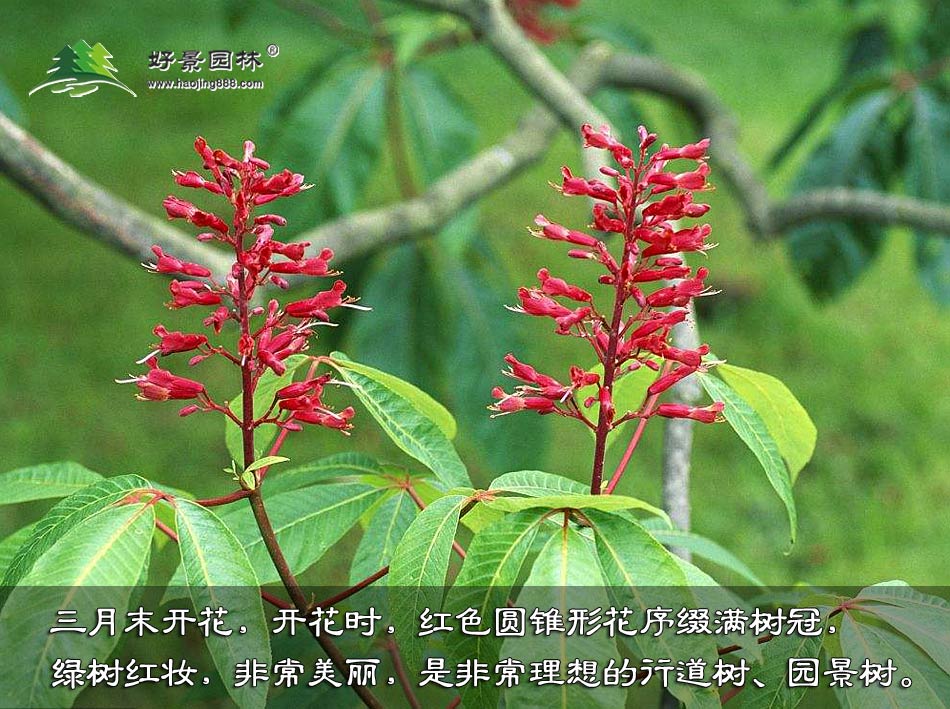红花七叶树 (9)